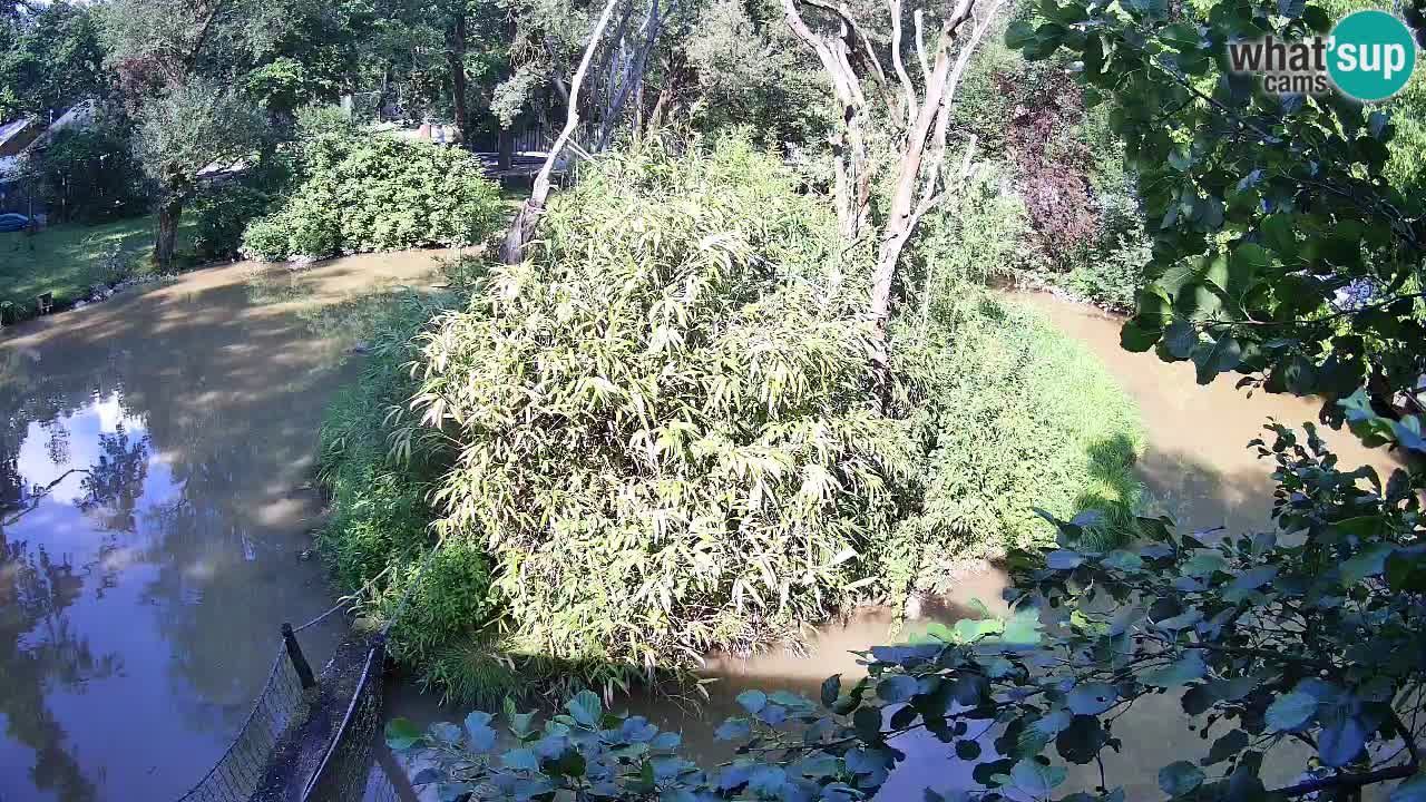 Yellow-cheeked gibbon Zoo Ljubljana livecam
