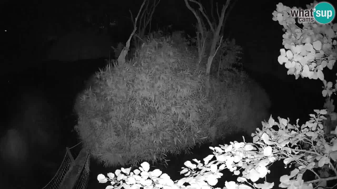 Yellow-cheeked gibbon Zoo Ljubljana livecam