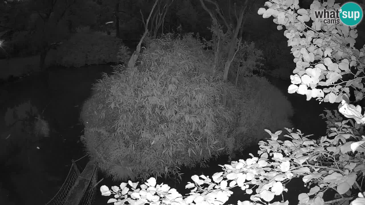 Gibbon à joues jaunes Zoo Ljubljana live cam
