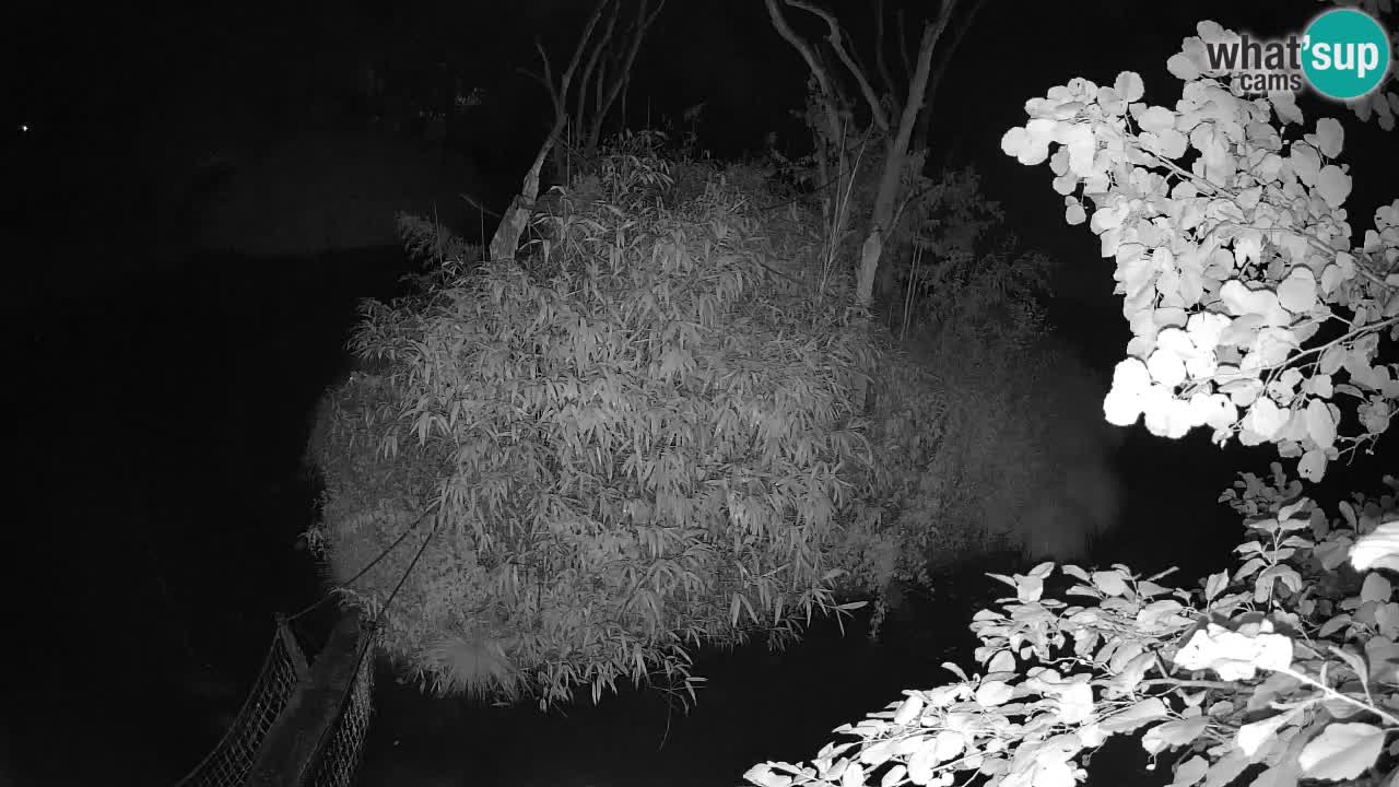 Gibbon à joues jaunes Zoo Ljubljana live cam