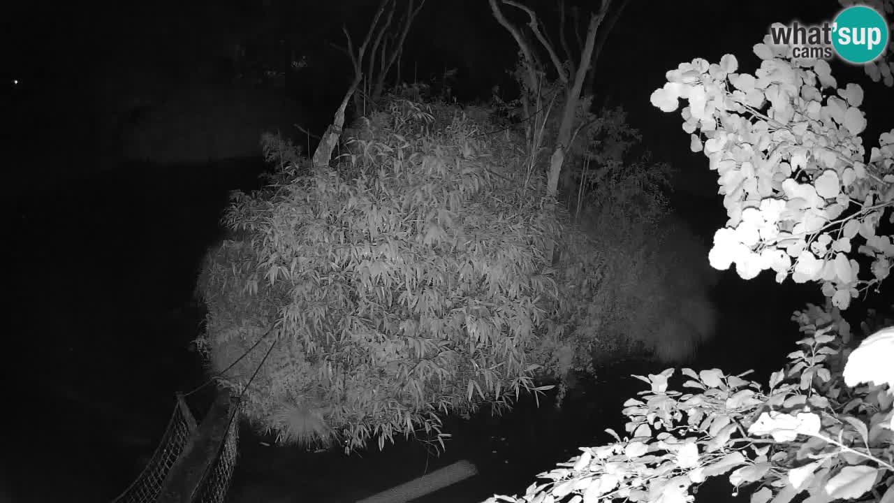 Gibbon à joues jaunes Zoo Ljubljana live cam