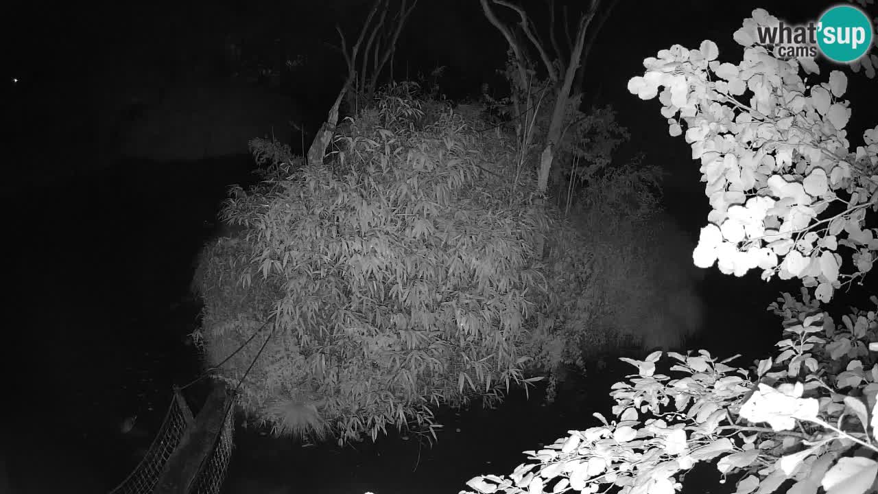 Gibbon à joues jaunes Zoo Ljubljana live cam