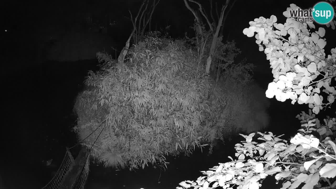 Gibon – Nomascus gabriellae – Zoo Ljubljana web kamera
