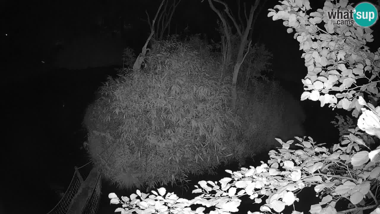 Yellow-cheeked gibbon Zoo Ljubljana livecam