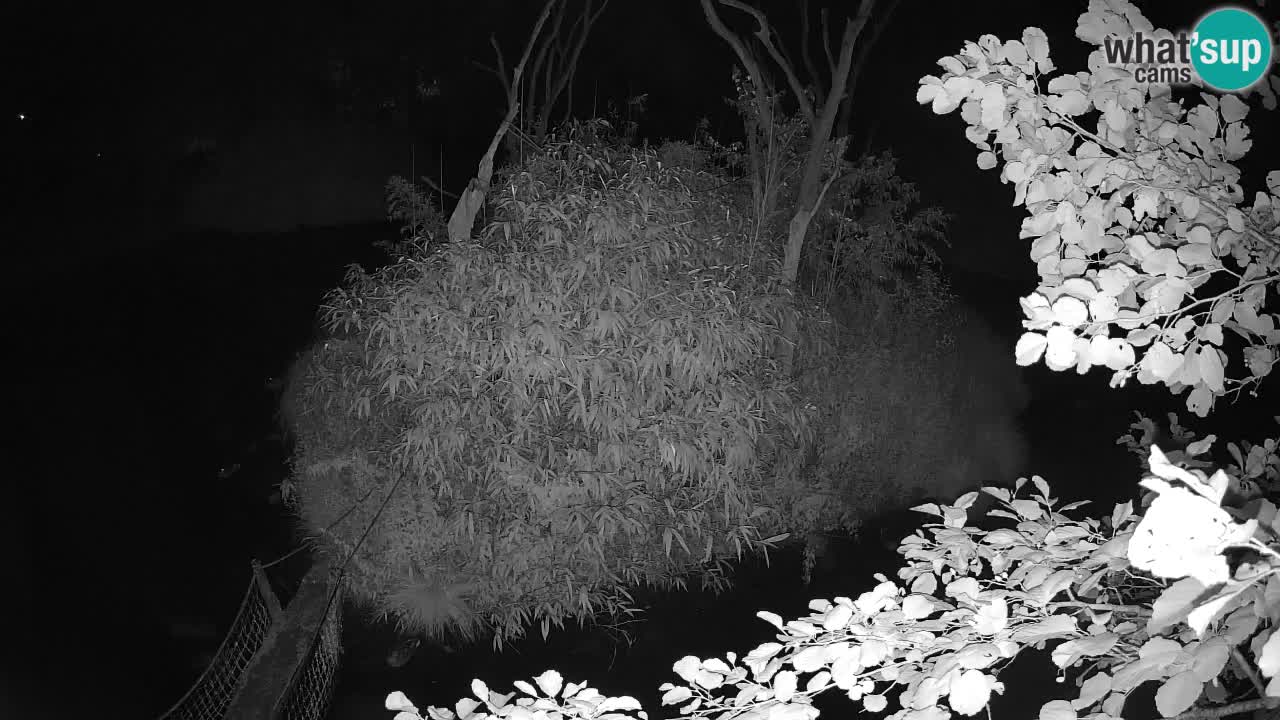 Gibbon à joues jaunes Zoo Ljubljana live cam