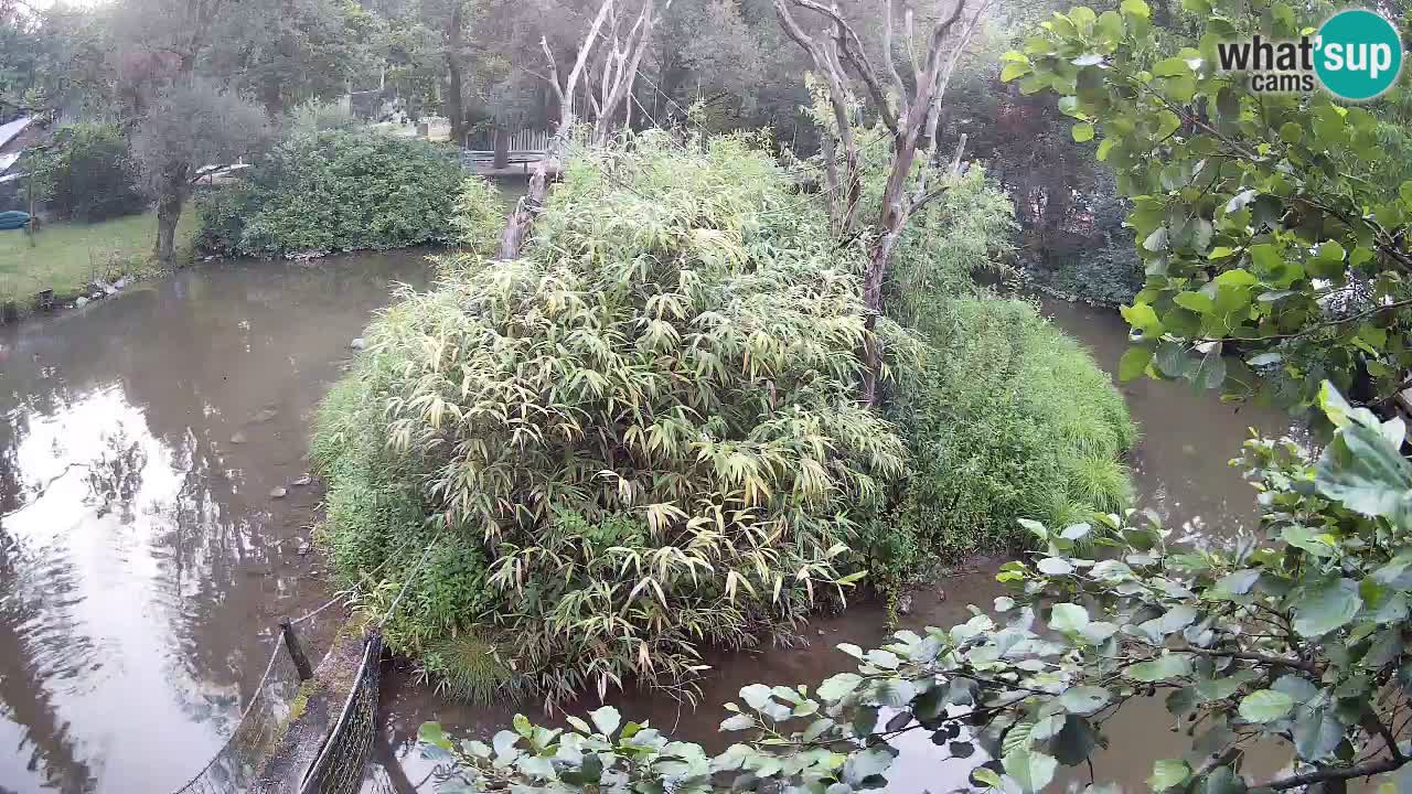 Yellow-cheeked gibbon Zoo Ljubljana livecam