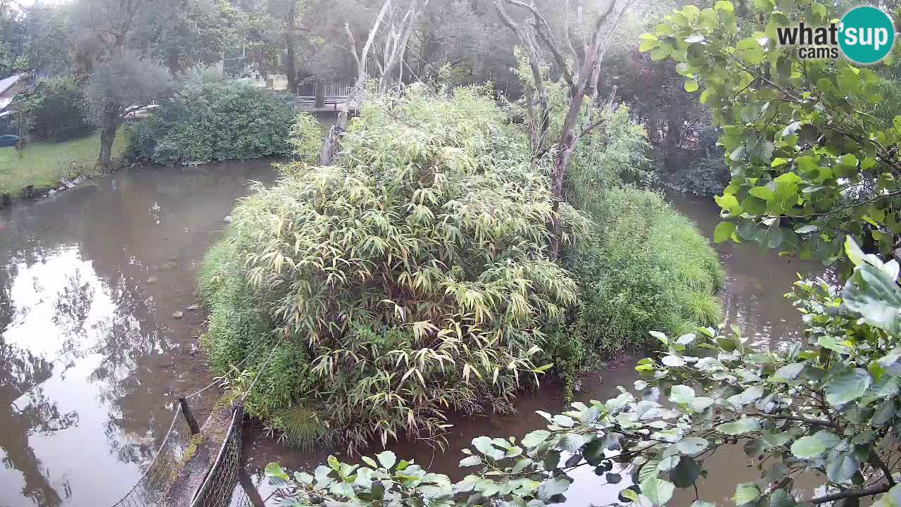 Yellow-cheeked gibbon Zoo Ljubljana livecam