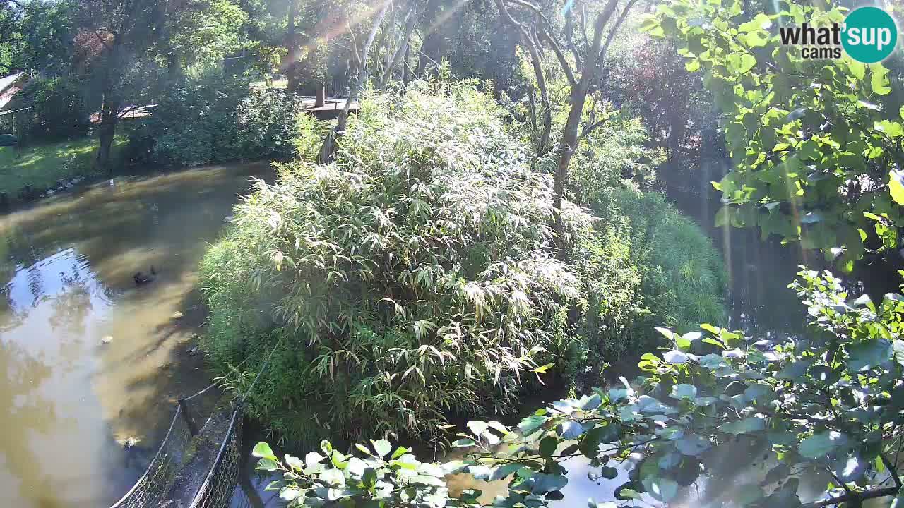 Gibon – Nomascus gabriellae – Zoo Ljubljana web kamera
