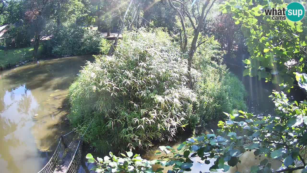Gibón de mejillas beige Zoo Ljubljana