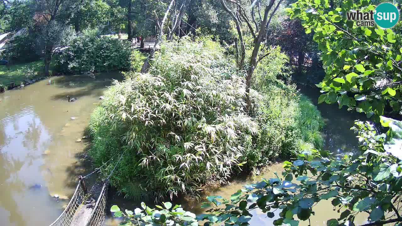 Südlicher Gelbwangen-Schopfgibbon Zoo Ljubljana webcam