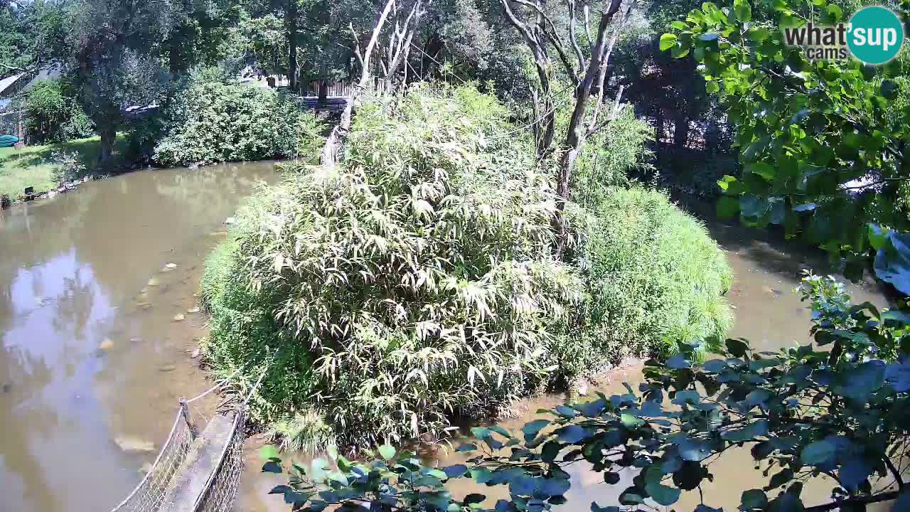 Yellow-cheeked gibbon Zoo Ljubljana livecam