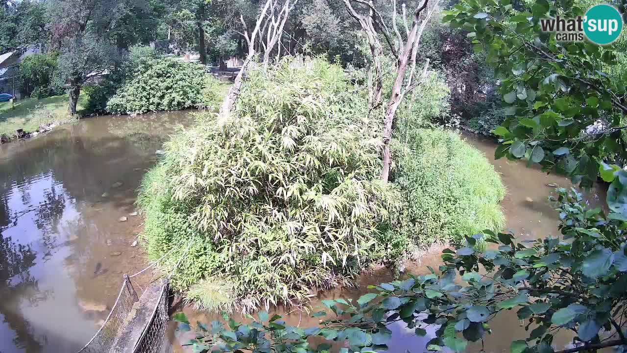 Yellow-cheeked gibbon Zoo Ljubljana livecam