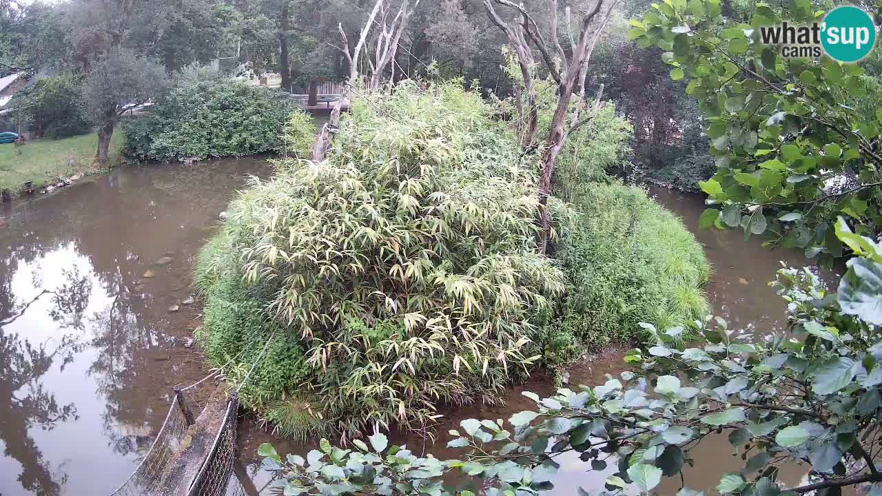 Südlicher Gelbwangen-Schopfgibbon Zoo Ljubljana webcam