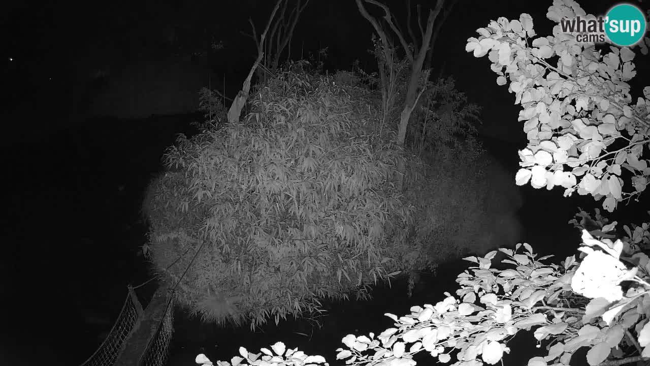 Südlicher Gelbwangen-Schopfgibbon Zoo Ljubljana webcam