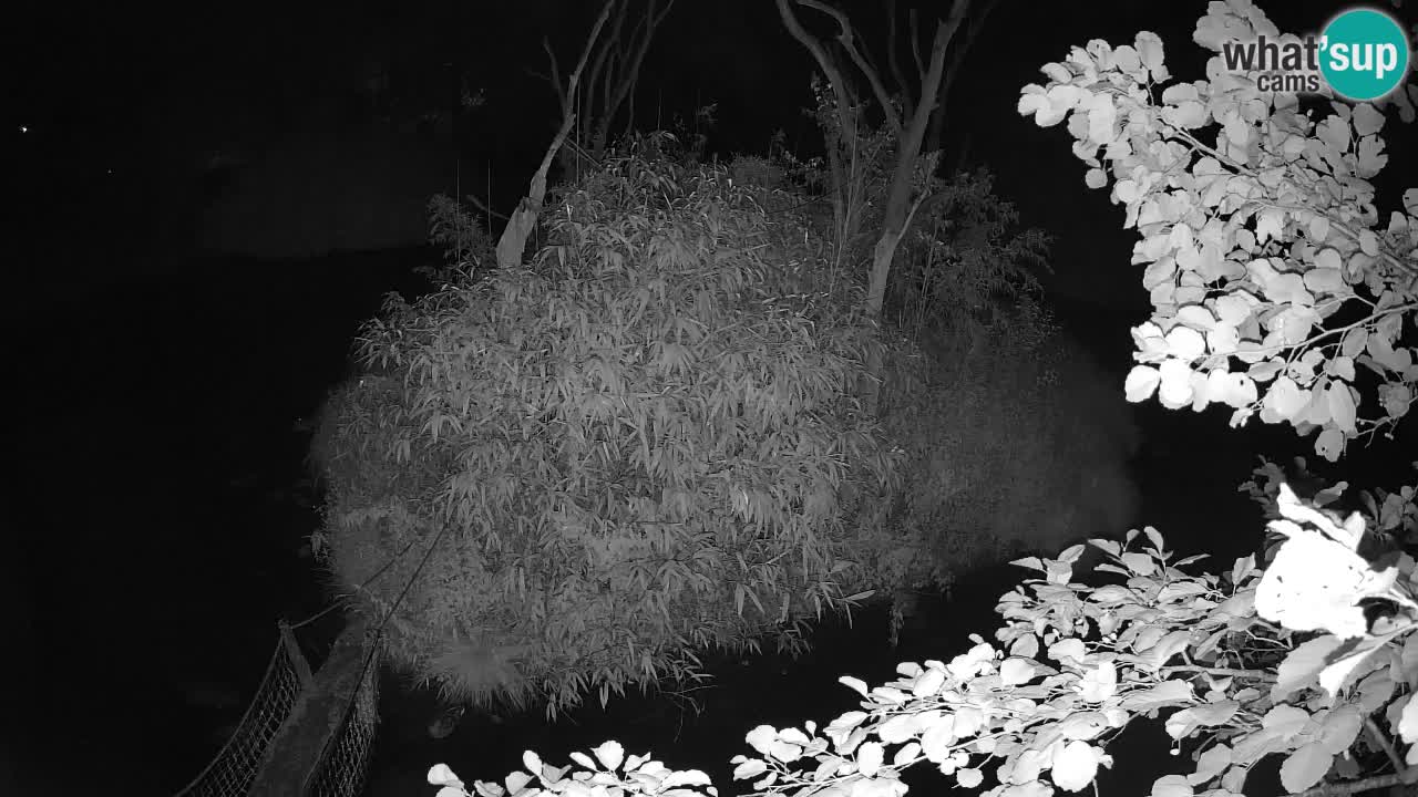 Südlicher Gelbwangen-Schopfgibbon Zoo Ljubljana webcam