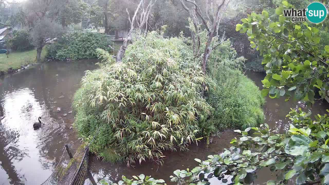 Yellow-cheeked gibbon Zoo Ljubljana livecam