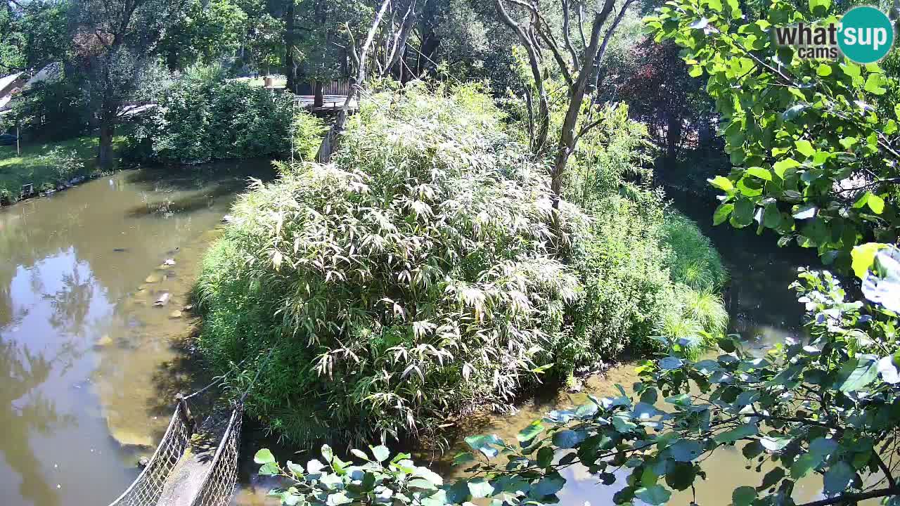 Gibon – Nomascus gabriellae – Zoo Ljubljana web kamera