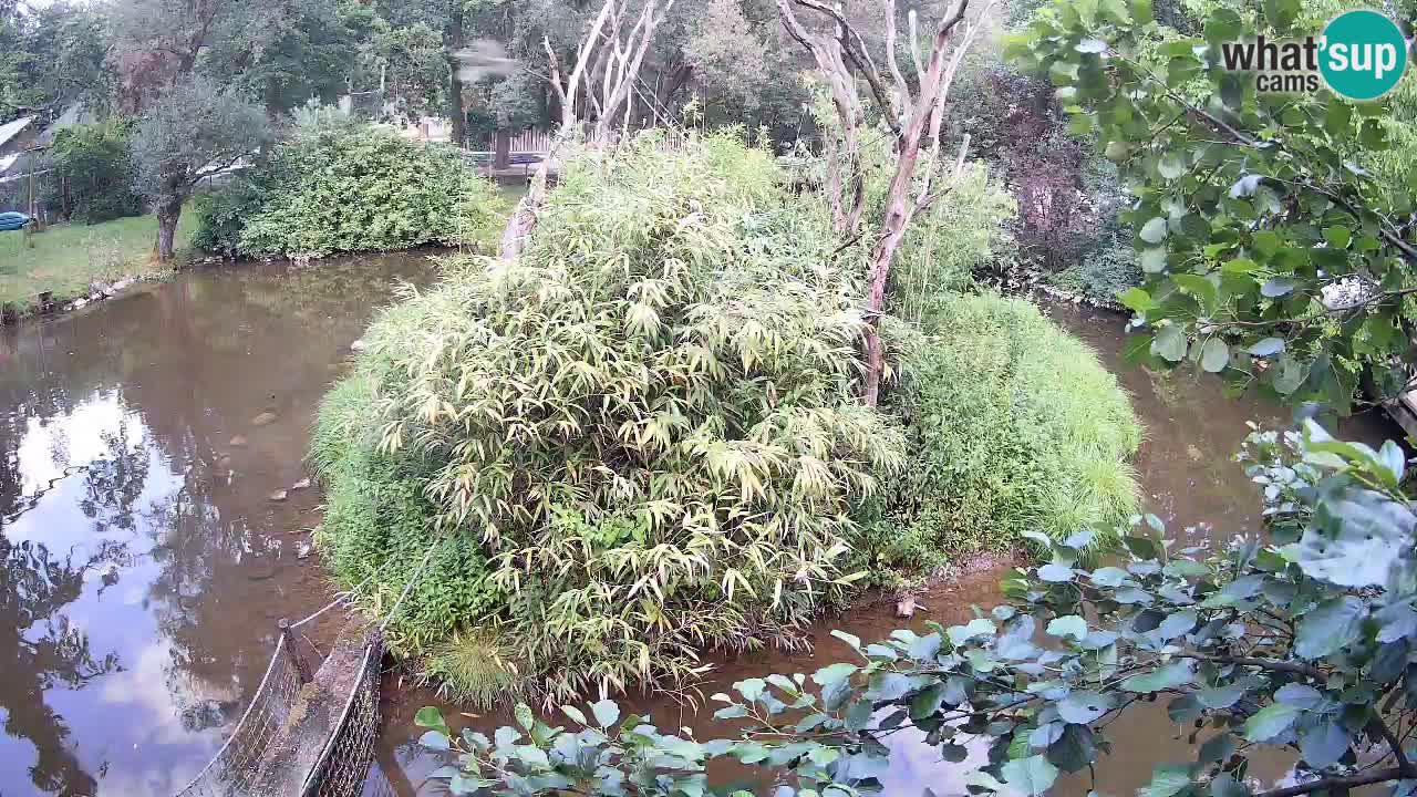 Gibbon à joues jaunes Zoo Ljubljana live cam