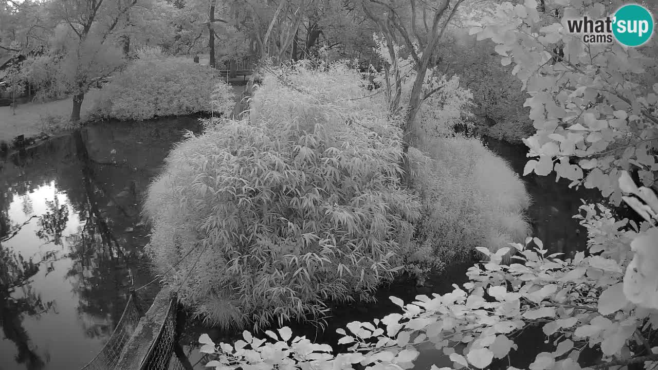 Gibbone dalle guance rosa nello ZOO di Ljubljana