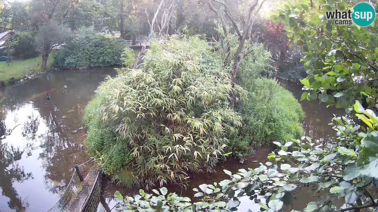 Yellow-cheeked gibbon Zoo Ljubljana livecam