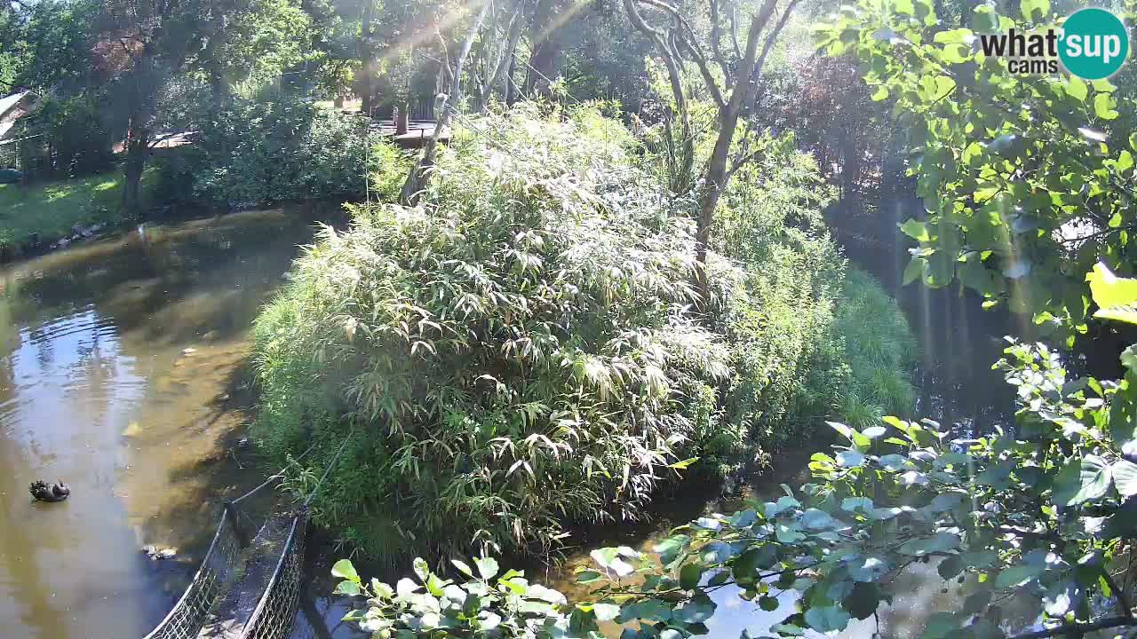 Gibbone dalle guance rosa nello ZOO di Ljubljana
