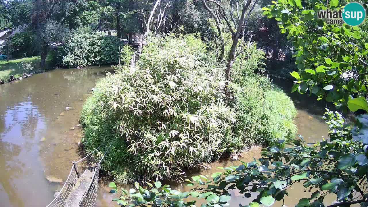 Gibbon à joues jaunes Zoo Ljubljana live cam