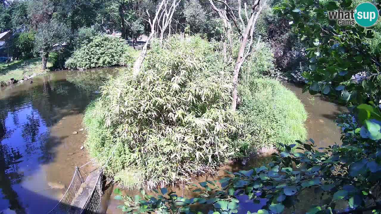 Gibbon à joues jaunes Zoo Ljubljana live cam