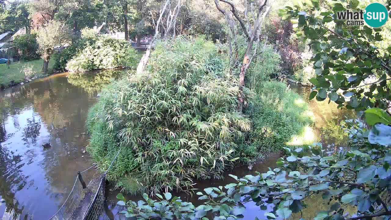 Südlicher Gelbwangen-Schopfgibbon Zoo Ljubljana webcam
