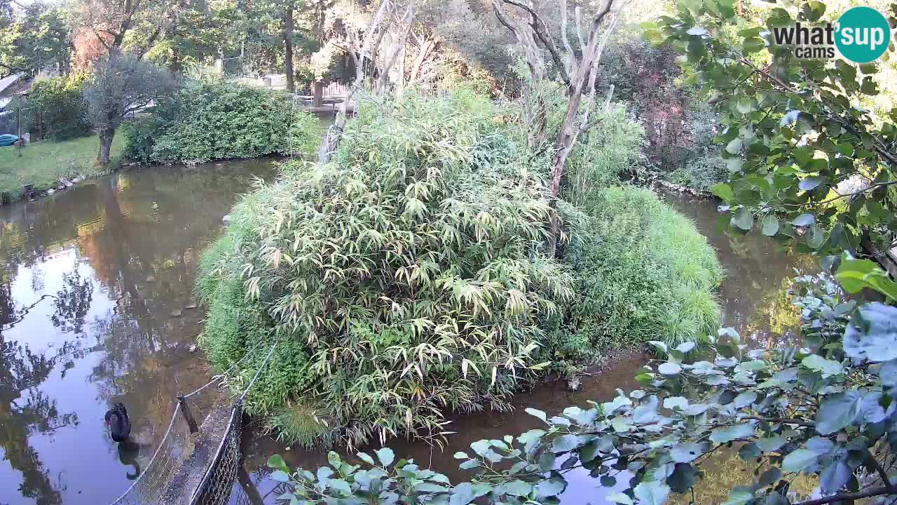 Gibon – Nomascus gabriellae – Zoo Ljubljana web kamera