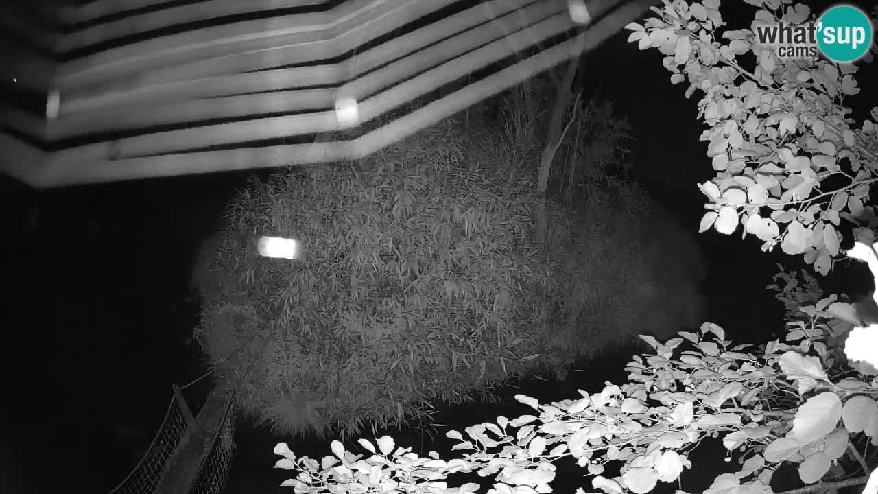 Gibon – Nomascus gabriellae – Zoo Ljubljana web kamera