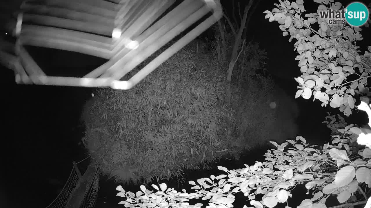Gibon – Nomascus gabriellae – Zoo Ljubljana web kamera