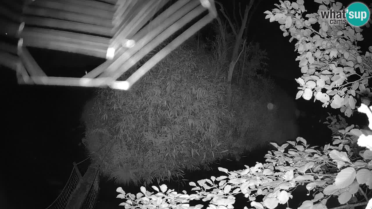 Gibon – Nomascus gabriellae – Zoo Ljubljana web kamera