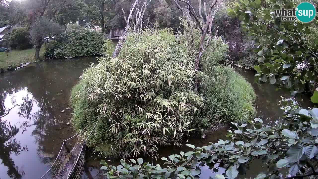 Yellow-cheeked gibbon Zoo Ljubljana livecam