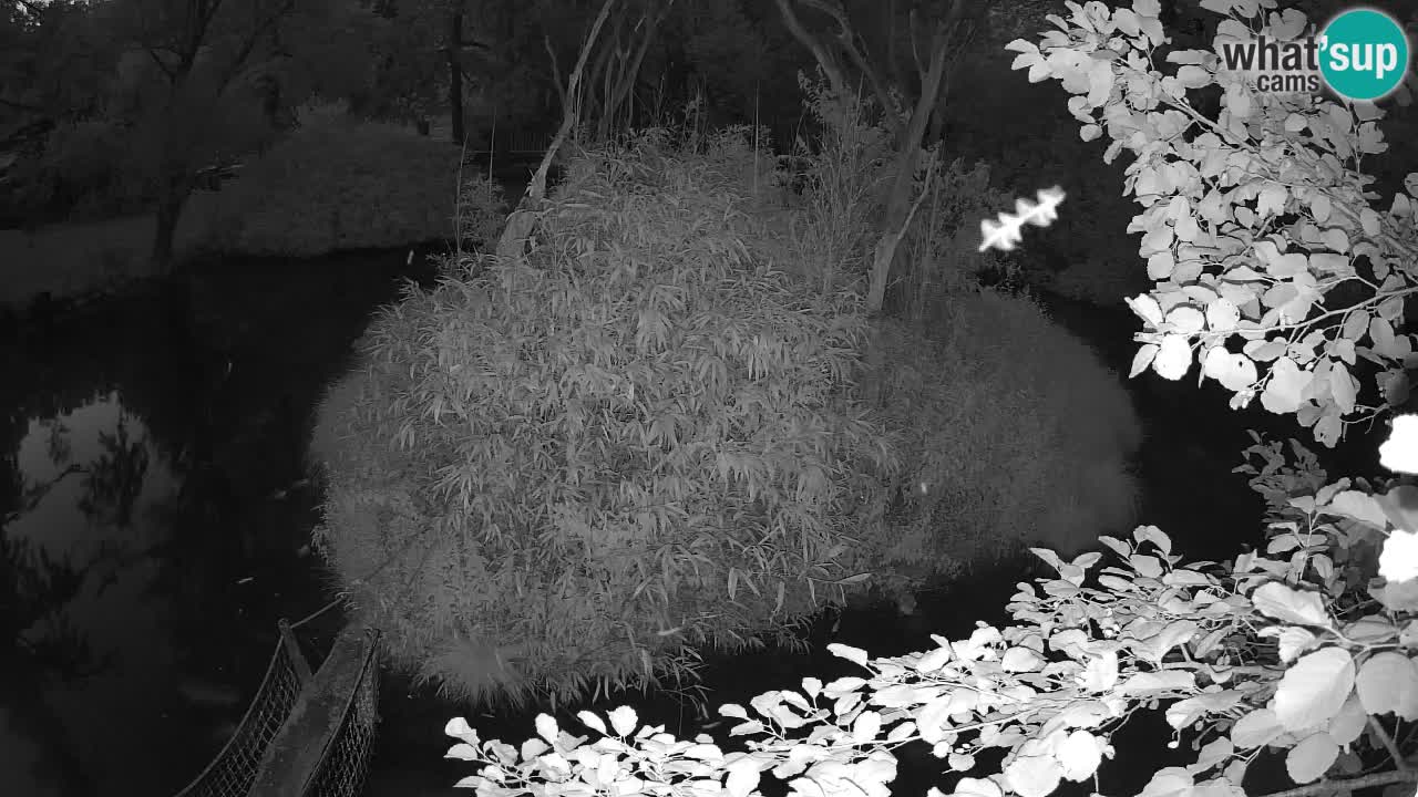 Südlicher Gelbwangen-Schopfgibbon Zoo Ljubljana webcam