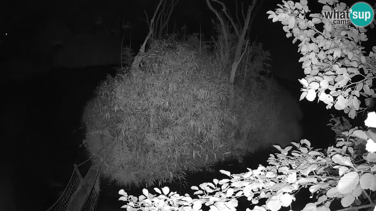 Südlicher Gelbwangen-Schopfgibbon Zoo Ljubljana webcam