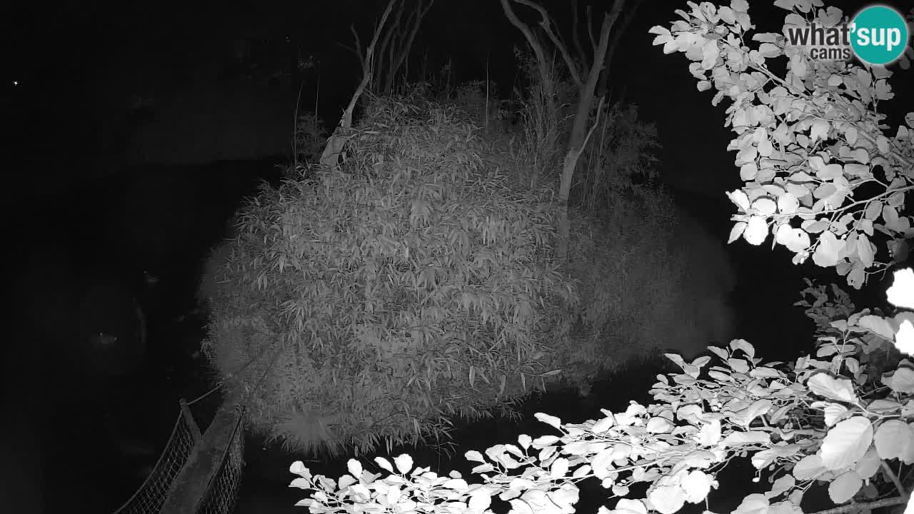 Gibon – Nomascus gabriellae – Zoo Ljubljana web kamera