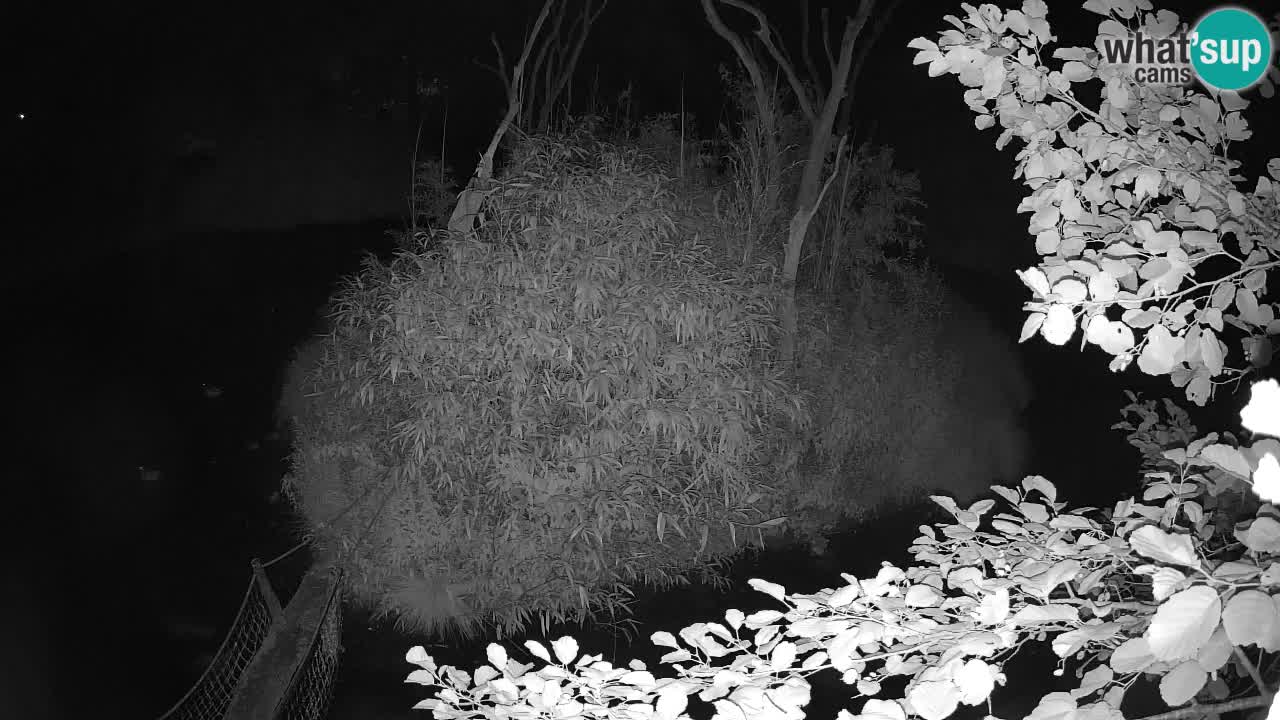 Südlicher Gelbwangen-Schopfgibbon Zoo Ljubljana webcam