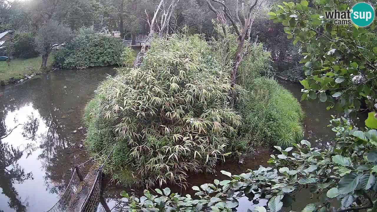 Südlicher Gelbwangen-Schopfgibbon Zoo Ljubljana webcam