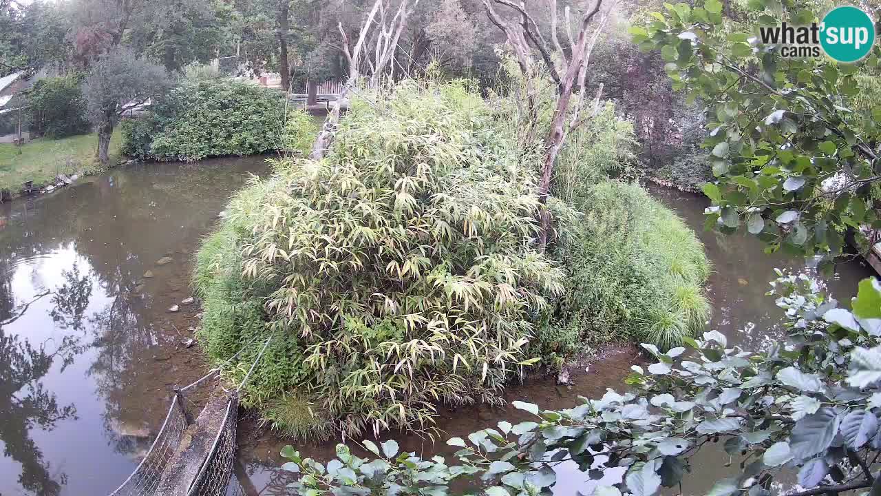 Gibon – Nomascus gabriellae – Zoo Ljubljana web kamera