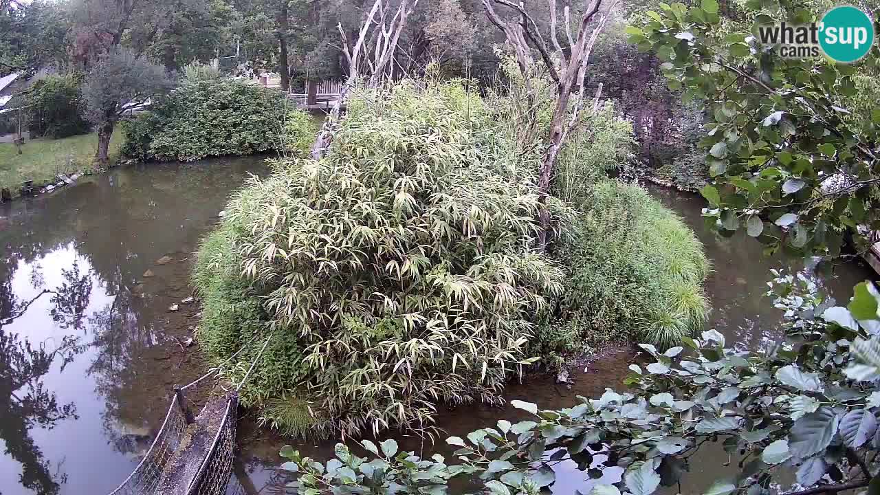 Südlicher Gelbwangen-Schopfgibbon Zoo Ljubljana webcam