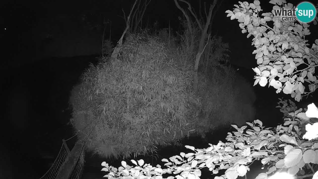 Gibon – Nomascus gabriellae – Zoo Ljubljana web kamera