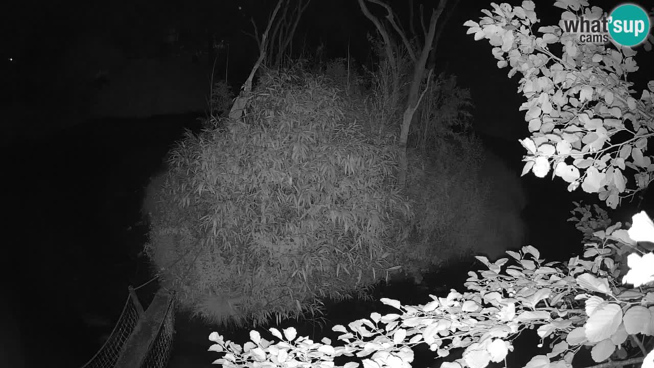 Gibon – Nomascus gabriellae – Zoo Ljubljana web kamera