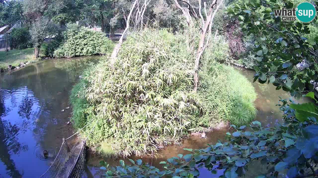 Yellow-cheeked gibbon Zoo Ljubljana livecam