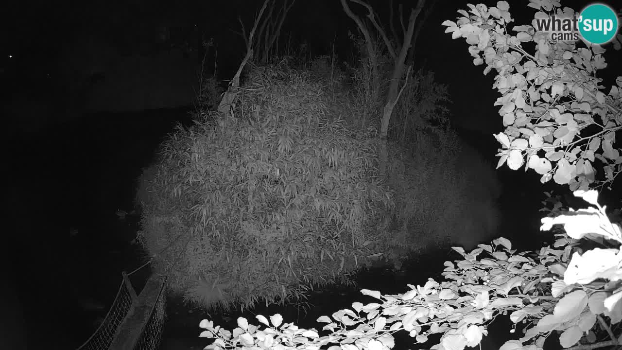 Yellow-cheeked gibbon Zoo Ljubljana livecam