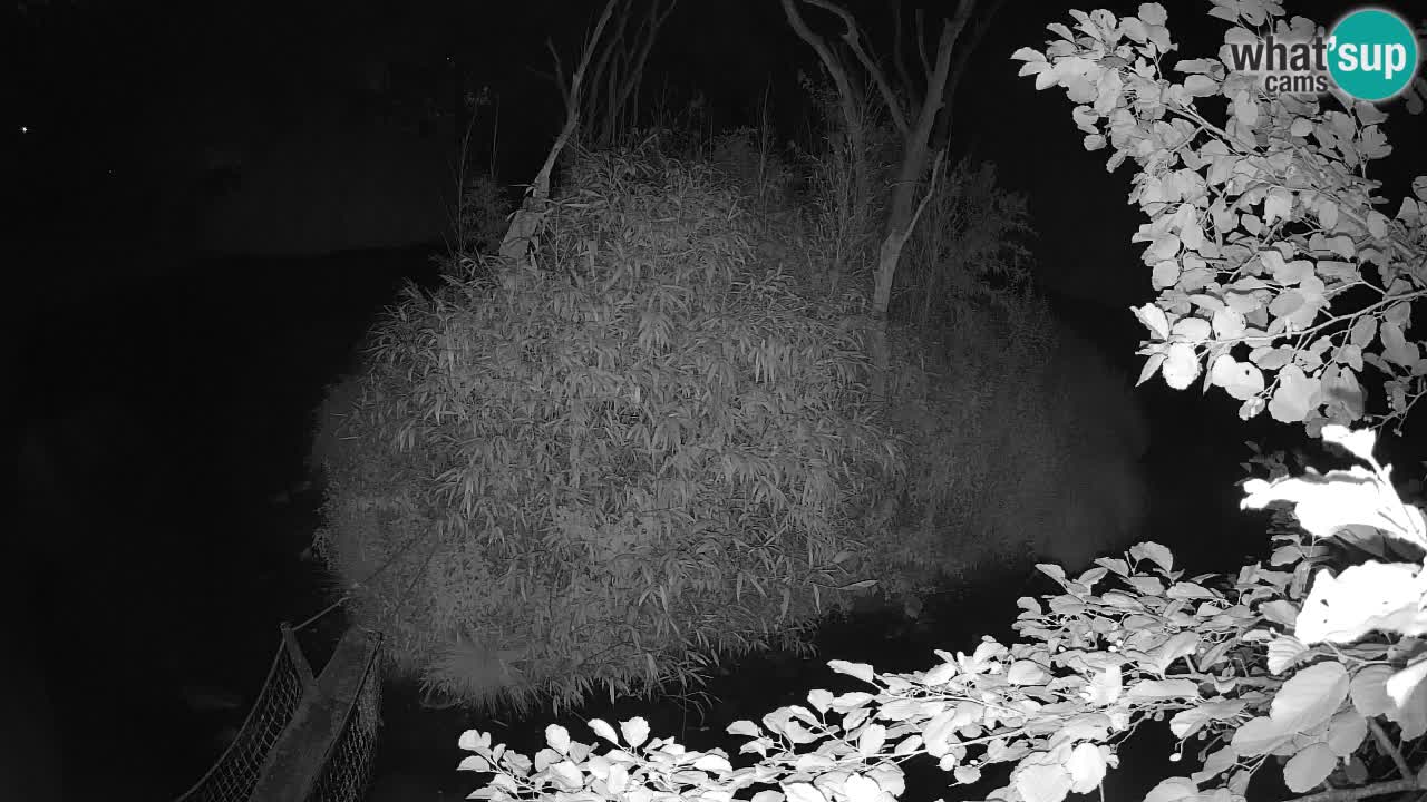 Yellow-cheeked gibbon Zoo Ljubljana livecam