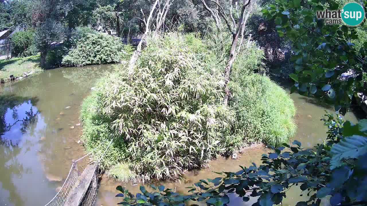 Südlicher Gelbwangen-Schopfgibbon Zoo Ljubljana webcam