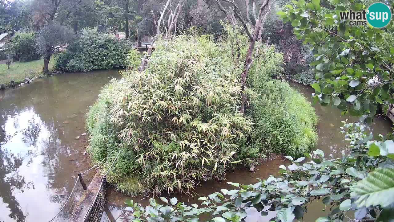 Gibon – Nomascus gabriellae – Zoo Ljubljana web kamera