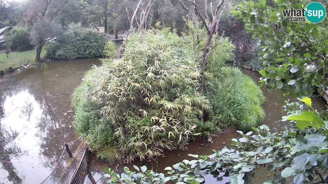 Yellow-cheeked gibbon Zoo Ljubljana livecam