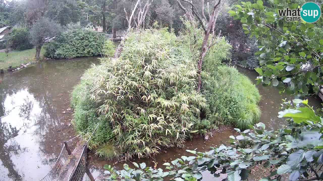 Gibbon à joues jaunes Zoo Ljubljana live cam