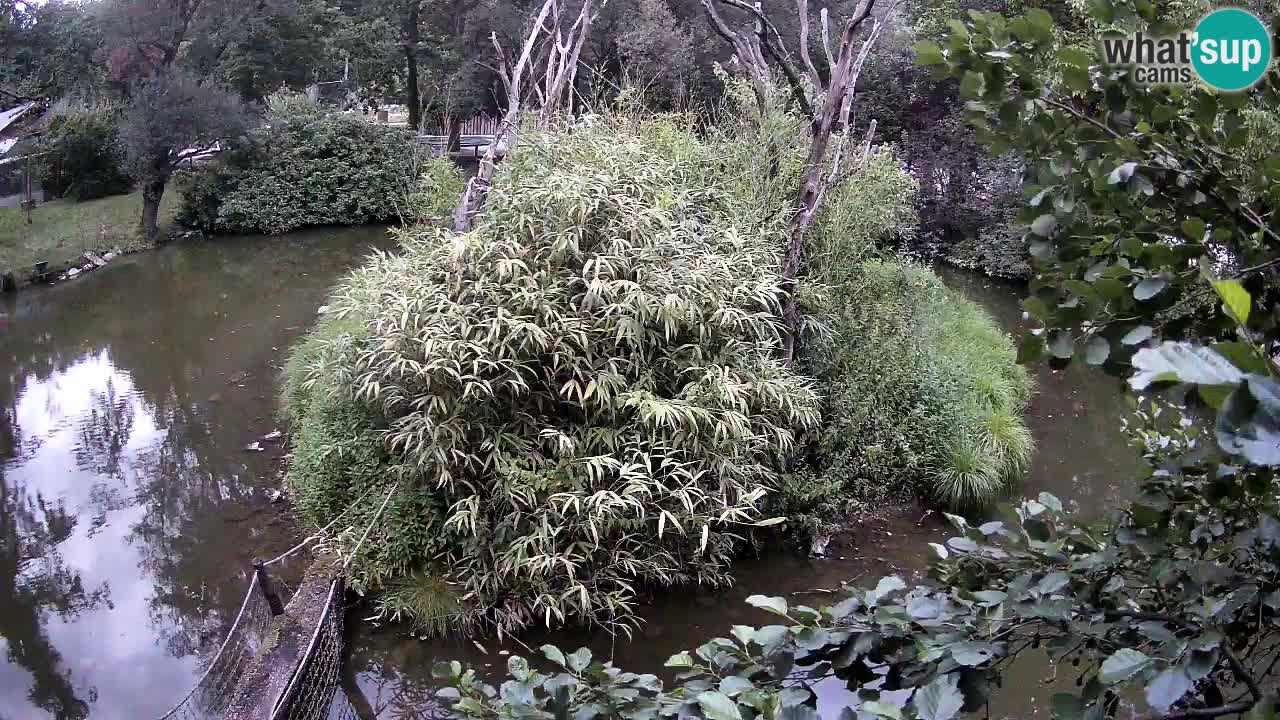 Gibon – Nomascus gabriellae – Zoo Ljubljana web kamera